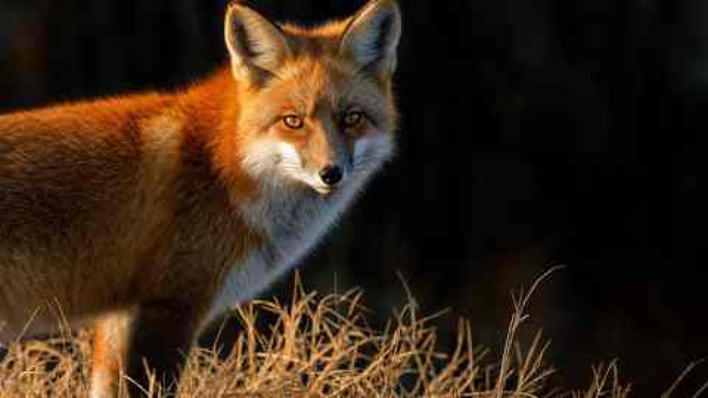 A red fox in autumn grass